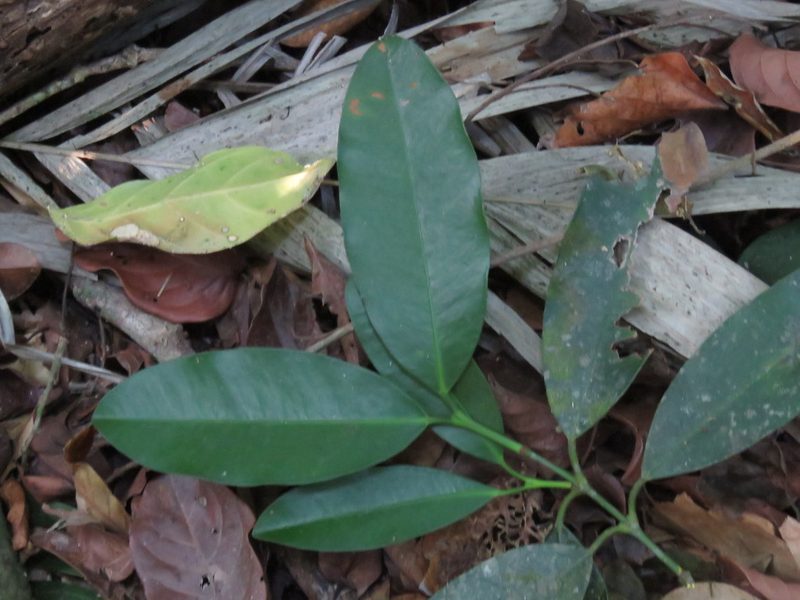 Garcinia intermedia, photographed by Alexis López Hernández