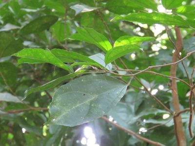 Pleuranthodendron lindenii, photographed by Alexis López Hernández