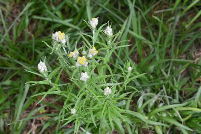 Pseudognaphalium viscosum, photographed by Neptalí Ramírez Marcial