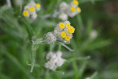Pseudognaphalium viscosum, photographed by Neptalí Ramírez Marcial