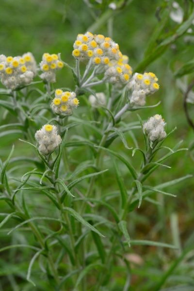 Pseudognaphalium viscosum, photographed by Neptalí Ramírez Marcial