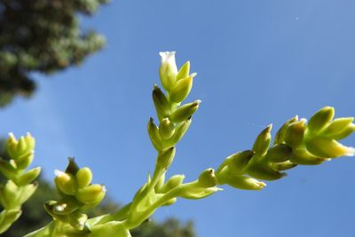 Catopsis oerstediana, photographed by Neptalí Ramírez Marcial