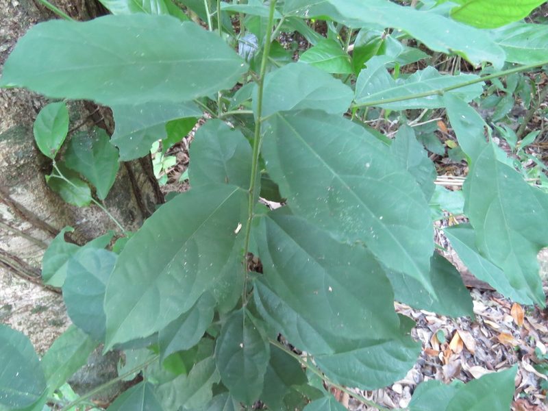 Pleuranthodendron lindenii, photographed by Alexis López Hernández