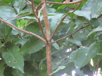 Pleuranthodendron lindenii, photographed by Alexis López Hernández