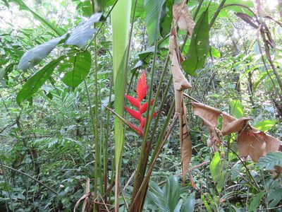 Heliconia uxpanapensis, photographed by Alexis López Hernández