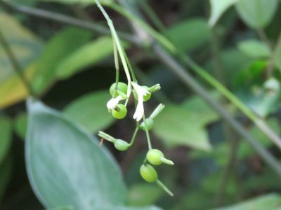 Maranta arundinacea, photographed by Alexis López Hernández