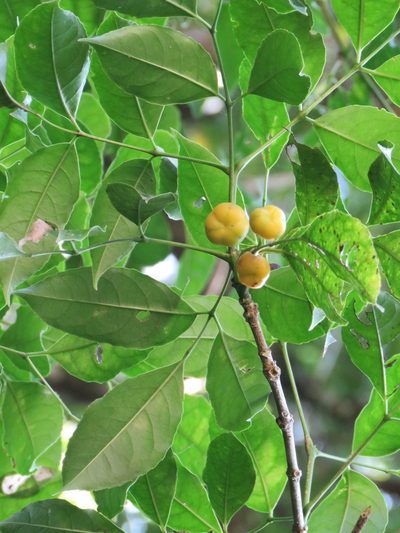 Turpinia occidentalis, photographed by Alexis López Hernández