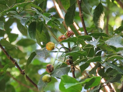 Turpinia occidentalis, photographed by Alexis López Hernández