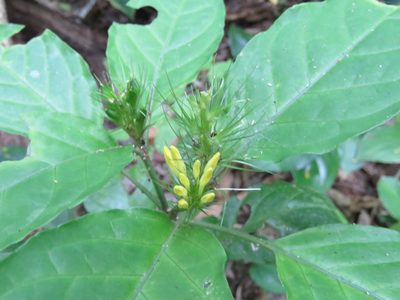 Streblacanthus parviflorus, photographed by Alexis López Hernández