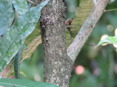 Amphitecna tuxtlensis, photographed by Alexis López Hernández