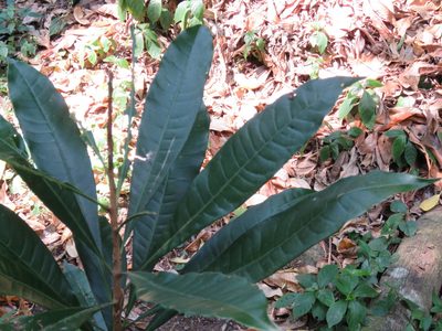 Amphitecna tuxtlensis, photographed by Alexis López Hernández
