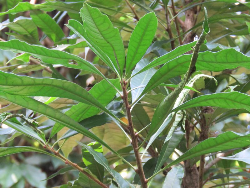 Amphitecna tuxtlensis, photographed by Alexis López Hernández