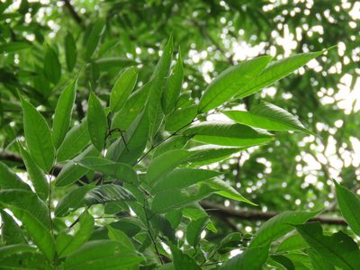 Aphananthe monoica, photographed by Alexis López Hernández