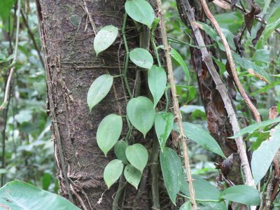 Vanilla inodora, photographed by Alexis López Hernández