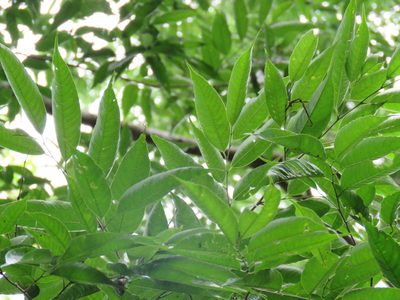 Aphananthe monoica, photographed by Alexis López Hernández