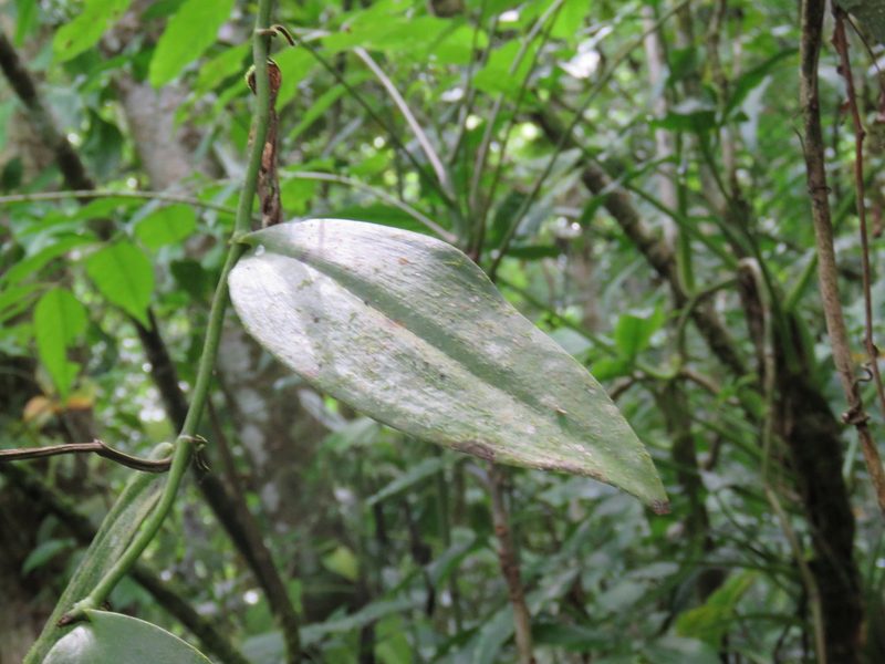 Vanilla inodora, photographed by Alexis López Hernández