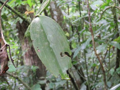 Vanilla inodora, photographed by Alexis López Hernández