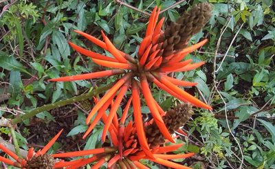 Erythrina speciosa, photographed by alessandradalia