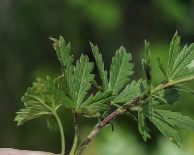 Potentilla inclinata, photographed by aarongunnar