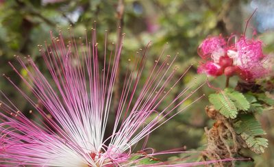 Calliandra selloi, photographed by alessandradalia