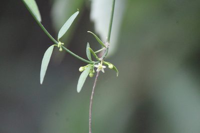 Orthosia angustifolia, photographed by José Belem Hernández Díaz
