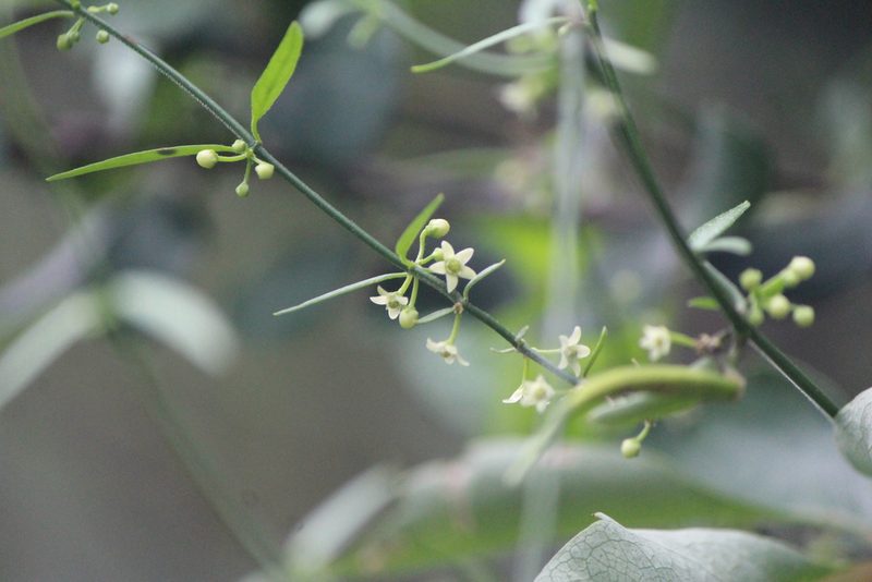 Orthosia angustifolia, photographed by José Belem Hernández Díaz