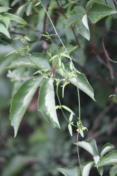 Orthosia angustifolia, photographed by José Belem Hernández Díaz