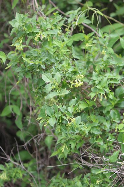 Bouvardia glabra, photographed by José Belem Hernández Díaz