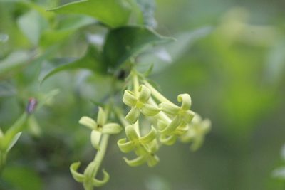 Bouvardia glabra, photographed by José Belem Hernández Díaz