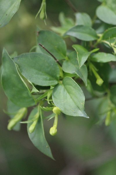 Bouvardia glabra, photographed by José Belem Hernández Díaz