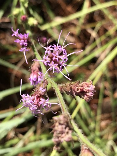 Liatris tenuis, photographed by Laura Clark