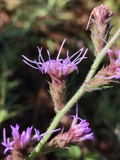 Liatris tenuis, photographed by Laura Clark