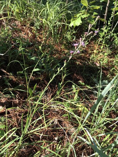 Liatris tenuis, photographed by Laura Clark