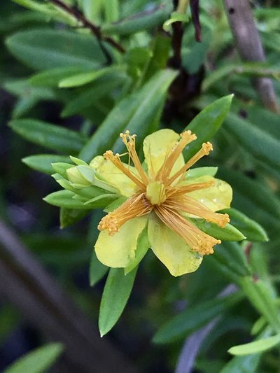 Hypericum lobocarpum, photographed by Laura Clark