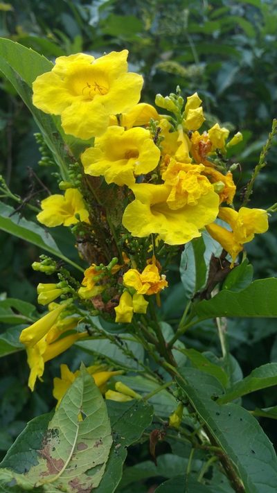 Tecoma castanifolia, photographed by Peter Brastow