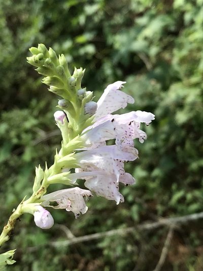 Physostegia digitalis, photographed by Laura Clark