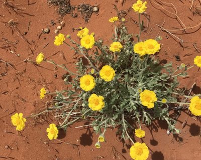 Baileya pleniradiata, photographed by lemonsnapp