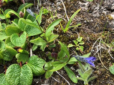 Campanula uniflora, photographed by Jason Grant