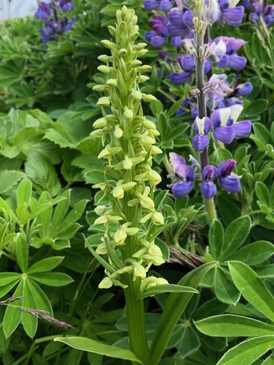 Platanthera convallariifolia, photographed by Jason Grant