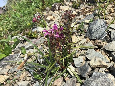 Pedicularis langsdorffii, photographed by Jason Grant