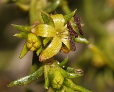 Carpacoce vaginellata, photographed by Brian du Preez
