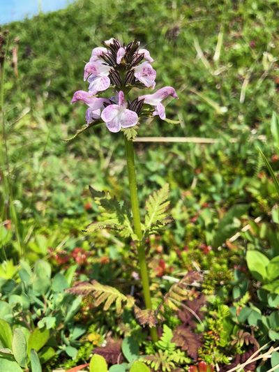Pedicularis chamissonis, photographed by Jason Grant