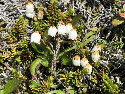 Cassiope lycopodioides, photographed by Jason Grant