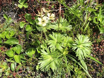 Anemonastrum villosissimum, photographed by Jason Grant