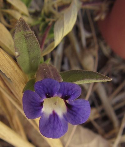 Aptosimum decumbens, photographed by Robert Taylor