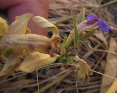 Aptosimum decumbens, photographed by Robert Taylor