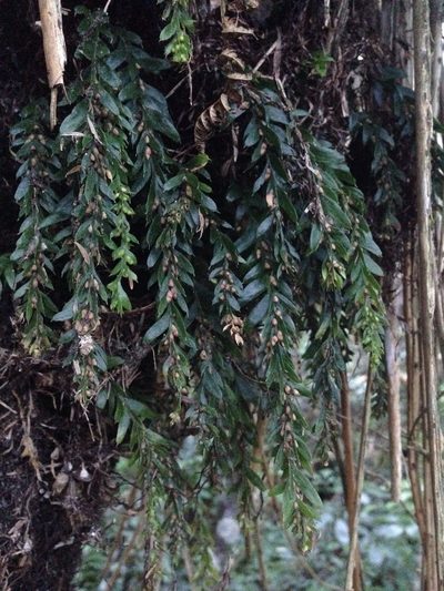 Tmesipteris horomaka, photographed by Sarah Richardson