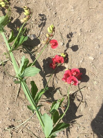 Lathyrus rotundifolius, photographed by Andre Hosper