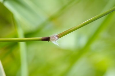 Sorghum nitidum, photographed by Cheng-Tao Lin