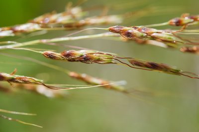 Sorghum nitidum, photographed by Cheng-Tao Lin